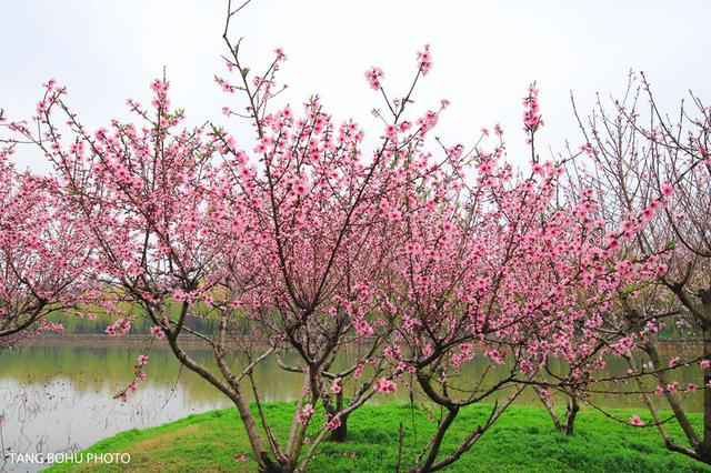 阳春三月，油菜花开，水润兴化，如诗如画