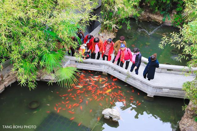 阳春三月，油菜花开，水润兴化，如诗如画