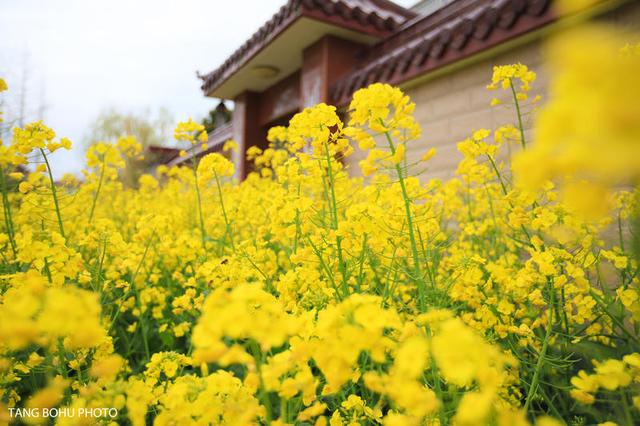 阳春三月，油菜花开，水润兴化，如诗如画