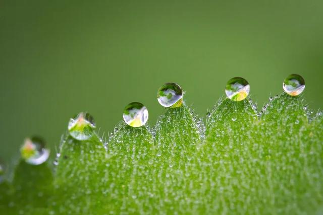 好雨知时节，当春乃发生：今日雨水，10首诗词道尽最美春日雨水