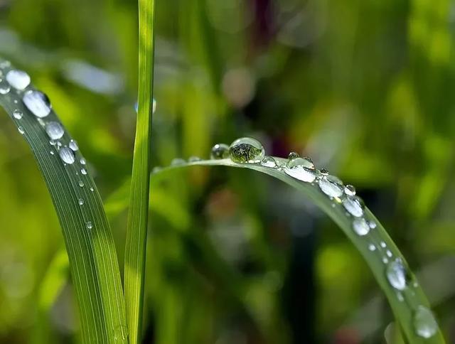 好雨知时节，当春乃发生：今日雨水，10首诗词道尽最美春日雨水