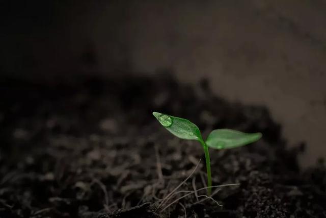 好雨知时节，当春乃发生：今日雨水，10首诗词道尽最美春日雨水