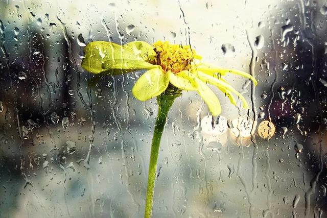 好雨知时节，当春乃发生：今日雨水，10首诗词道尽最美春日雨水