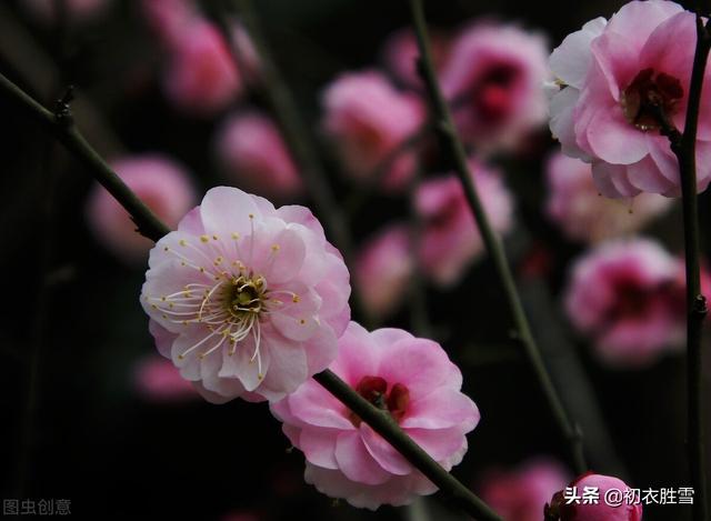 迎腊梅花六首：梅生红粟初迎腊，迎腊梅花无数开