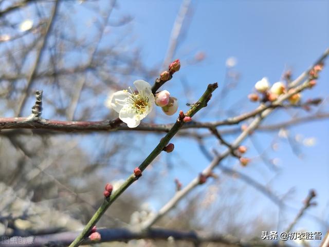 迎腊梅花六首：梅生红粟初迎腊，迎腊梅花无数开