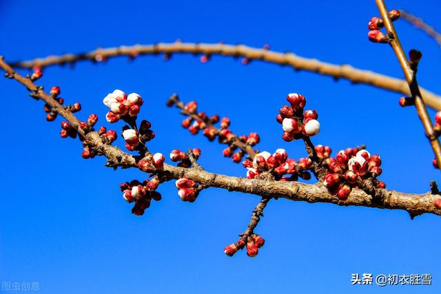 迎腊梅花六首：梅生红粟初迎腊，迎腊梅花无数开