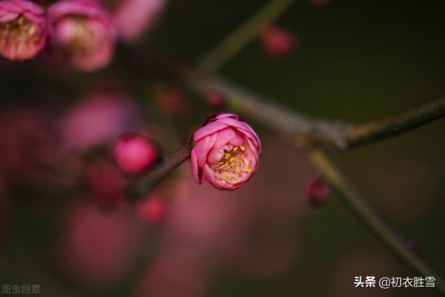 迎腊梅花六首：梅生红粟初迎腊，迎腊梅花无数开