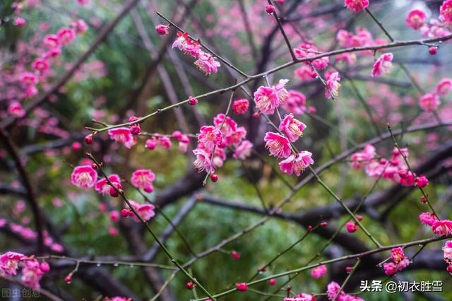 迎腊梅花六首：梅生红粟初迎腊，迎腊梅花无数开