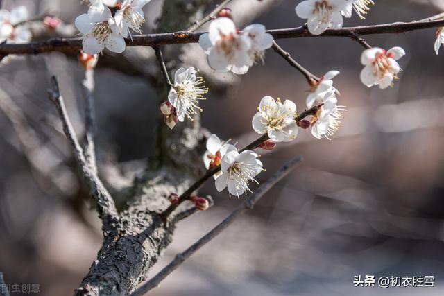 迎腊梅花六首：梅生红粟初迎腊，迎腊梅花无数开