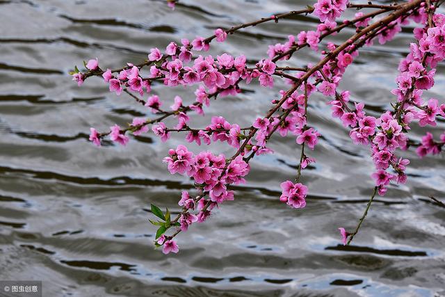 一树桃花醉人眼，三月桃花雨，最美桃花诗