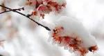 四首雪花词，悠悠扬扬，漠漠梨花、纷纷柳絮，美醉了这个冬天