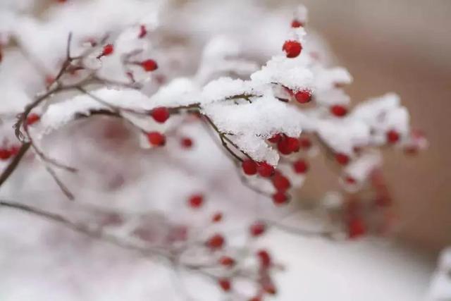 四首雪花词，悠悠扬扬，漠漠梨花、纷纷柳絮，美醉了这个冬天