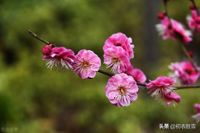 元旦诗词五首：一夜挽回天下春，百花富贵草精神