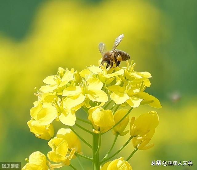 几首油菜花诗词，感受油菜花的惊人之姿