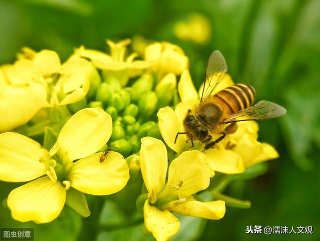 几首油菜花诗词，感受油菜花的惊人之姿