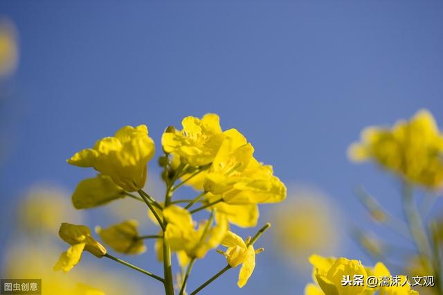 几首油菜花诗词，感受油菜花的惊人之姿