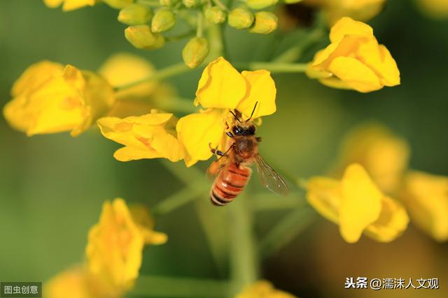 几首油菜花诗词，感受油菜花的惊人之姿