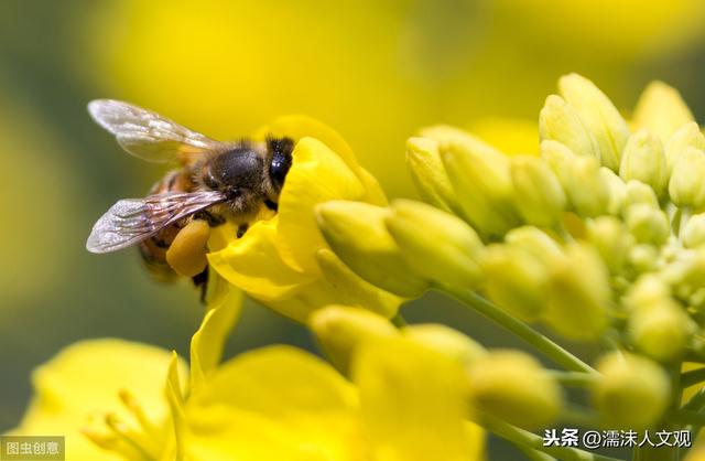 几首油菜花诗词，感受油菜花的惊人之姿