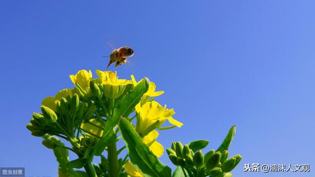 几首油菜花诗词，感受油菜花的惊人之姿