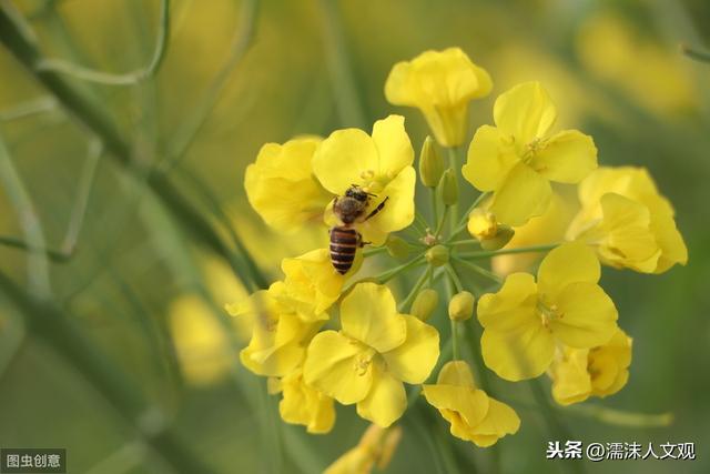 几首油菜花诗词，感受油菜花的惊人之姿