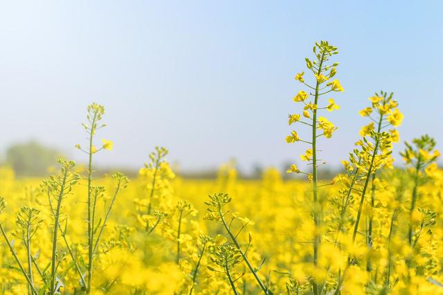 金黄灿灿染三春，岁岁花黄岁岁尘——关于写给油菜花的诗