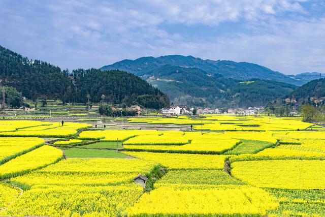 金黄灿灿染三春，岁岁花黄岁岁尘——关于写给油菜花的诗