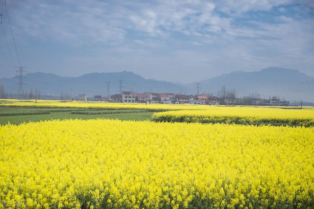 金黄灿灿染三春，岁岁花黄岁岁尘——关于写给油菜花的诗