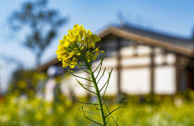 金黄灿灿染三春，岁岁花黄岁岁尘——关于写给油菜花的诗