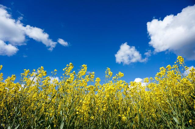 金黄灿灿染三春，岁岁花黄岁岁尘——关于写给油菜花的诗