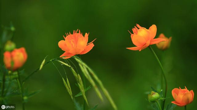 忙里偷闲，种点花草，方知人间值得