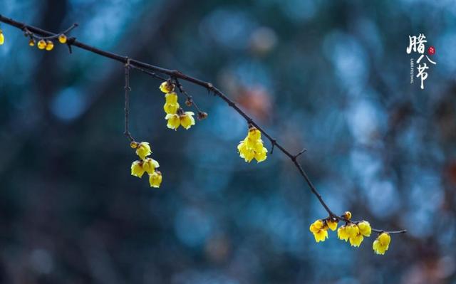 三生三世十里桃花——触动心弦的哪些唯美台词，您喜欢哪一句?