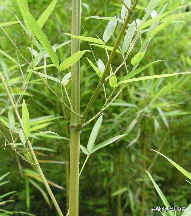 植树诗词精选一十八首 植树节，读前人种树诗