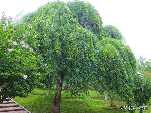 植树诗词精选一十八首 植树节，读前人种树诗