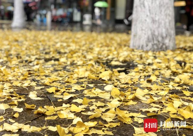 冬雨下的银杏叶更美