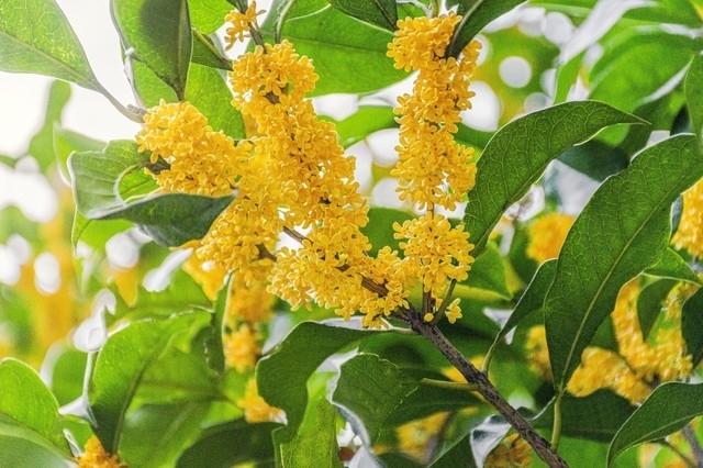 遇见你，在金桂飘香的季节（原创）