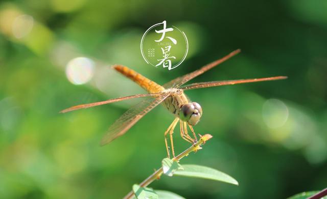 「诗词鉴赏」小暑复大暑，古诗词里的大暑，诗文中的盛夏时节