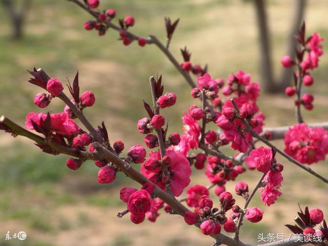 今天，我们该怎么描写桃花