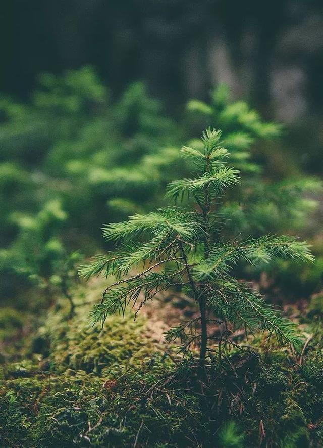 【诗词鉴赏】植树节，赏读古代诗人的植树诗！