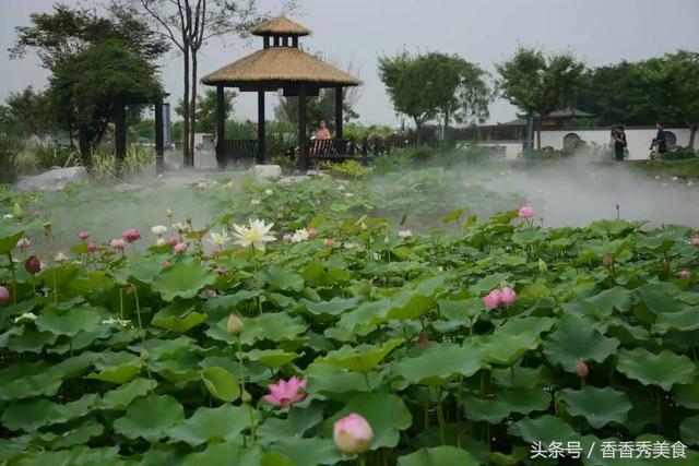 拍荷花发朋友圈我喜欢的精美名句，收好备用哦