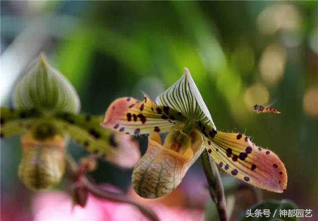 看君子兰开花，让人品味什么是君子淡雅如兰