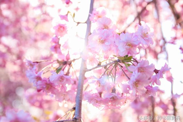 樱花红陌上，绿柳媚东风，六首美到极致的樱花诗，你最喜欢哪一个