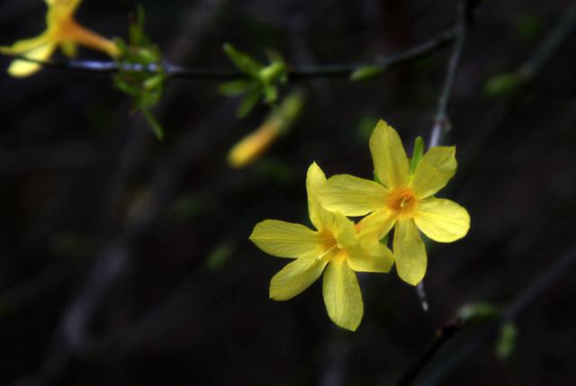 「诗词鉴赏」万千花事从头起，在诗词里绽放的迎春花