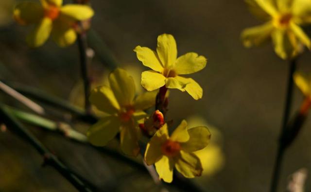 「诗词鉴赏」万千花事从头起，在诗词里绽放的迎春花