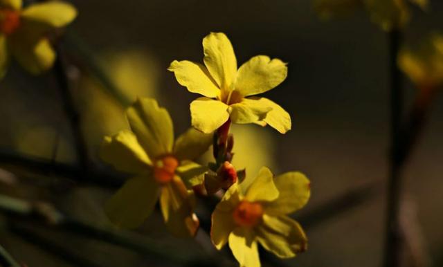 「诗词鉴赏」万千花事从头起，在诗词里绽放的迎春花