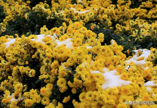 清丽早冬美诗五首赏读：杨柳不知秋已远，可怜冬景似春华