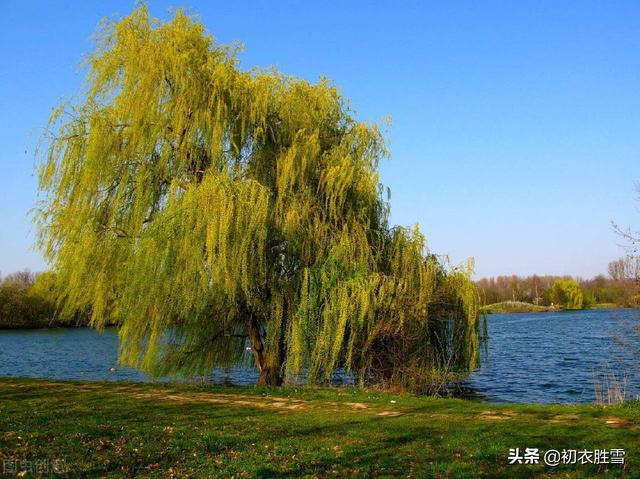 清丽早冬美诗五首赏读：杨柳不知秋已远，可怜冬景似春华