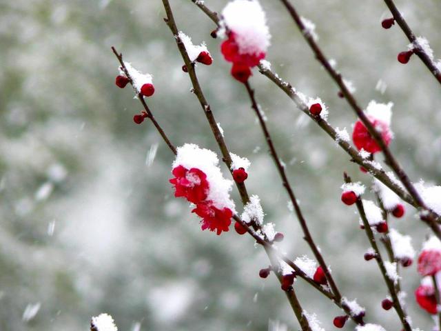 梅须逊雪三分白，雪却输梅一段香，诗词中的梅花美到骨子里