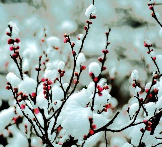 梅须逊雪三分白，雪却输梅一段香，诗词中的梅花美到骨子里