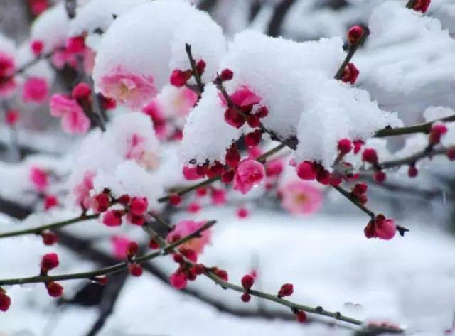 梅须逊雪三分白，雪却输梅一段香，诗词中的梅花美到骨子里