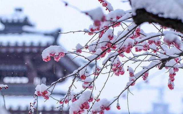 梅须逊雪三分白，雪却输梅一段香，诗词中的梅花美到骨子里